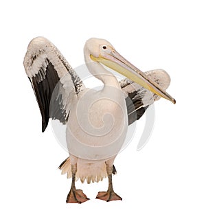 White Pelican - Pelecanus onocrotalus (18 months)