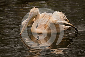 The White Pelican Pelecanus onocrotalus.