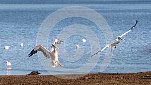 White pelican, Pelecanus onocrotalus,