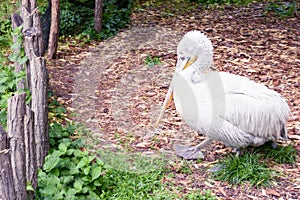 White pelican, pelecanus onocrotalus