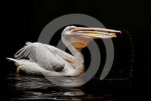 White Pelican (Pelecanus onocrotalus) detail portrait on the water