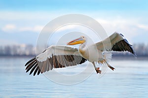 White pelican, Pelecanus onocrotalus, landing in Lake Kerkini, Greece. Pelican with open wings. Wildlife scene from European