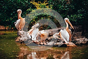 White Pelican Pelecanus onocrotalus standing near by water in Nature. Dark green forest in background