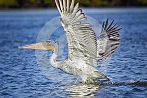 White Pelican,Pelecanus rufescens is flying and landing on the surface of the sea lagoon in Africa, Senegal. It is a wildlife
