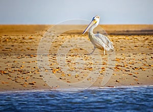 White pelican Pelecanus rufescens is going on the beach in the sea Somone lagoon in Africa, Senegal. It is a wildlife