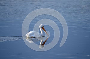 White Pelican (Pelecarnus erythrothynchos)