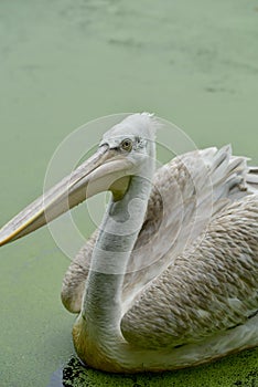 White pelican in pond