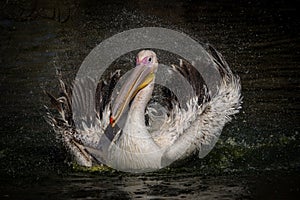 white pelican portrait in nature park