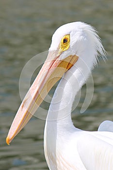 Pelican