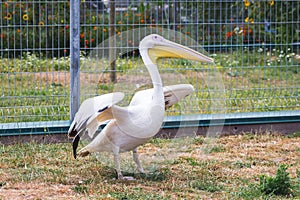 White pelican with prostrate wings  in the zoo_