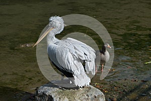 White pelican with a punk-hairstyle dries on sun on stone in Bern zoo