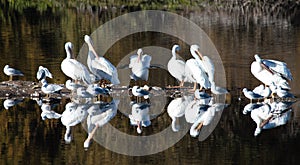 White Pelican Reflection Roost photo