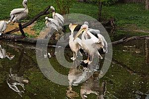 White pelican and rosy pelican  on branches in the lake.