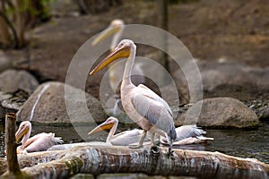 white pelican sitting on a fallen tree