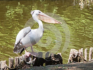 White pelican photo