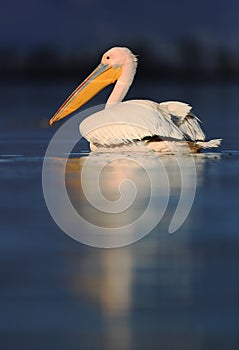 White pelican on surface