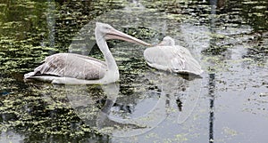 White pelican swimming