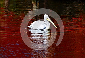 White Pelican swimming in the red lake