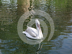 White pelican swimming on the water in Antwerp Zoo