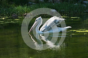 White pelican in water