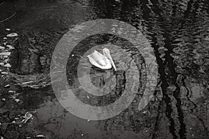 White pelican in the water, black and white. Lonely pelican in pond. Zoo animals. Wild animals in zoo. Pelican swimming in lake.