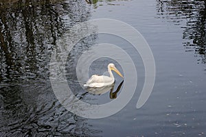 White pelican in the water. Lonely pelican in pond. Zoo animals. Wild animals in zoo. Pelican swimming in lake.