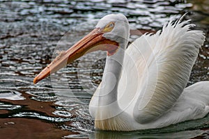 White Pelican in Water on Sunny Day