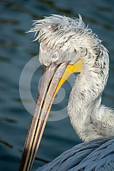 White Pelican with wet feathers
