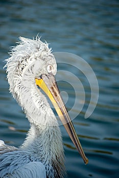 White Pelican with wet feathers