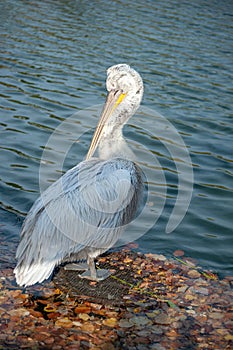 White Pelican with wet feathers