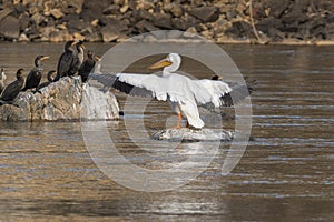 White pelican with white and black tipped wings spared to camera