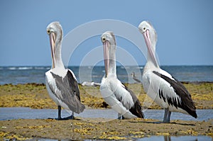 White pelicans Australian resting on the coast of Australia