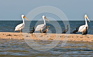 White Pelicans at Big Cypress Preservation