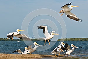 White Pelicans in Big Cyprus Preserve