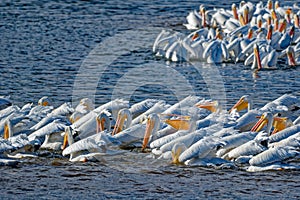 White pelicans catching fish