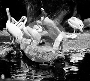 White pelicans colony