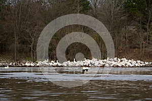 White Pelicans Congregate on River Shoreline in Winter