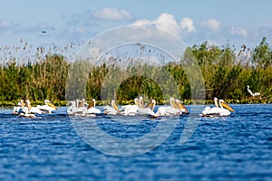 White pelicans in Danube Delta