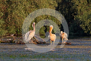 White pelicans in Danube Delta, Romania