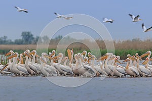 White pelicans in Danube Delta, Romania