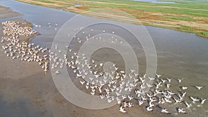 White pelicans in Danube Delta, Romania