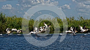 Pelicans in the Danube Delta