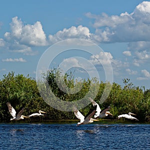 White pelicans