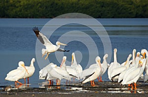 White pelicans at Ding Darling National Wildlife Refuge