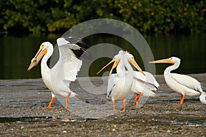 White pelicans at Ding Darling National Wildlife Refuge photo