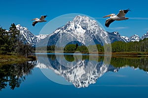White Pelicans fly over the Snake River with the distant reflection of Mt. Moran at Oxbow Bend