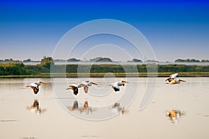 White Pelicans flying (Pelecanus onocrotalus) in Danube Delta Romania