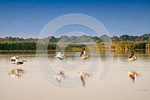 White Pelicans flying (Pelecanus onocrotalus) in Danube Delta Romania