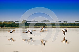 White Pelicans flying (Pelecanus onocrotalus) in Danube Delta Romania
