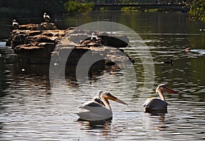 White pelicans - I - St James Park - London